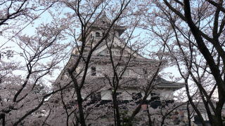 豊公園の桜-6