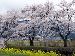 余呉湖の桜-1