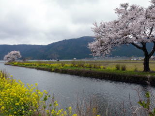 余呉湖の桜-4