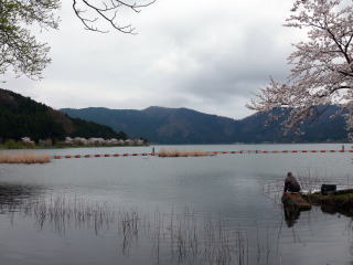 余呉湖の桜-3