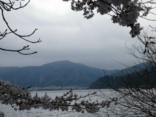 余呉湖の桜-5