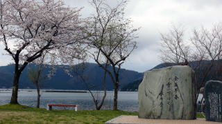 余呉湖の桜-2