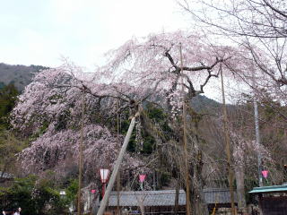 道誉桜-1