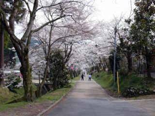 道誉桜-5
