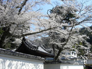 京都桜-6