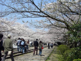 京都桜-2