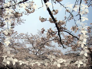 京都桜-4