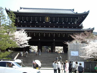 京都桜-8