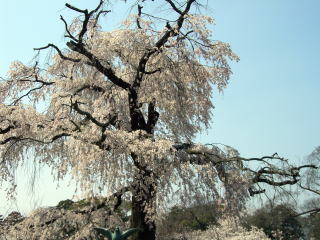 京都桜-9