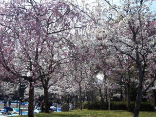 京都桜-3