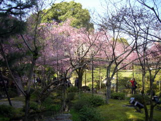 京都桜-10
